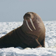 Illustration for article titled Walruses Are Deadly Hunters, Not Cute and Squishy